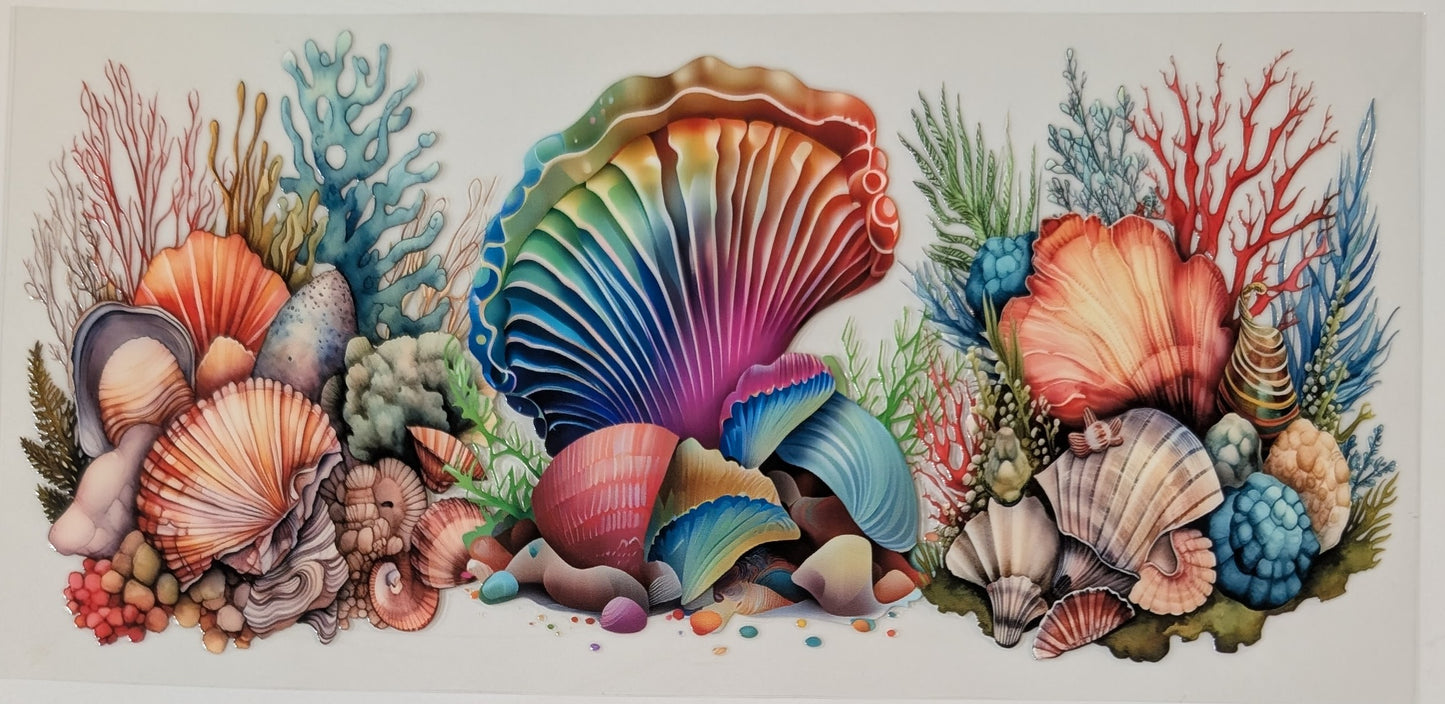Rainbow clam