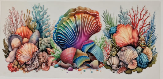 Rainbow clam